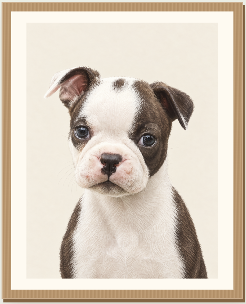Penny’s original portrait: a Boston terrier puppy in a natural wood frame